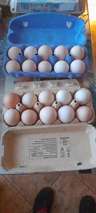 Sprzedam jajka kosupcyjne