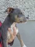 American Staffordshire Terrier