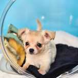Chihuahua Lolo z Hodowli pieski z kaszub Gotowy do odbioru