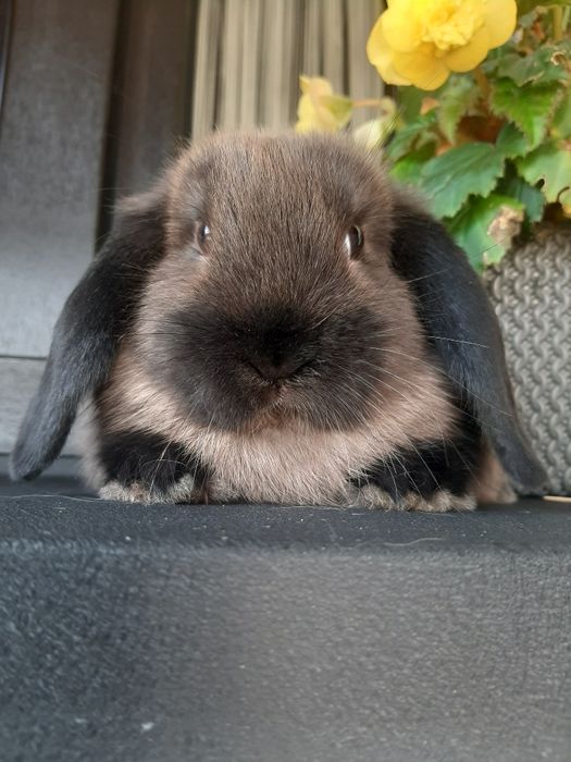 Króliki baranek miniaturka karzełek mini lop