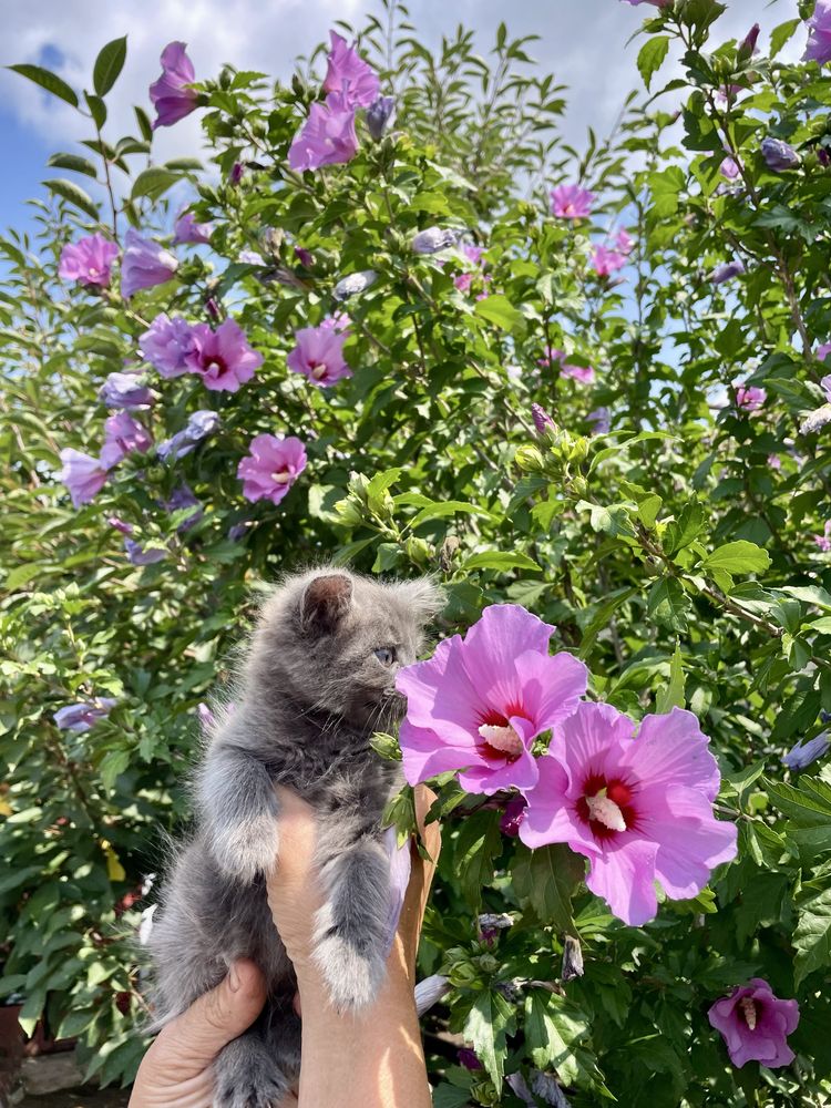 Кошенята Сокиряни 1.2 міс