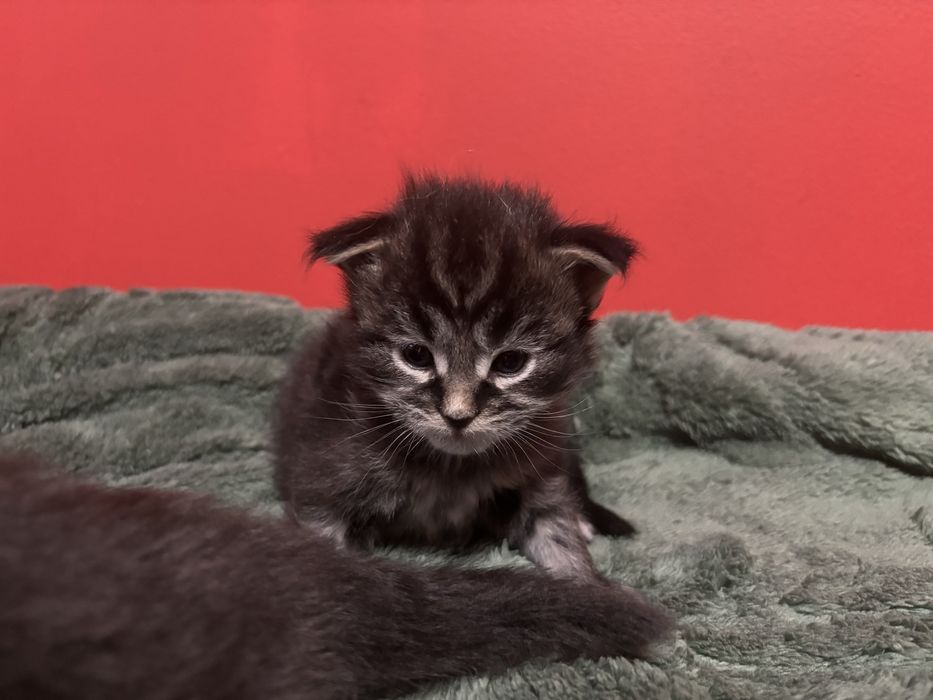 Kocurek Maine coon z rodowodem FPL