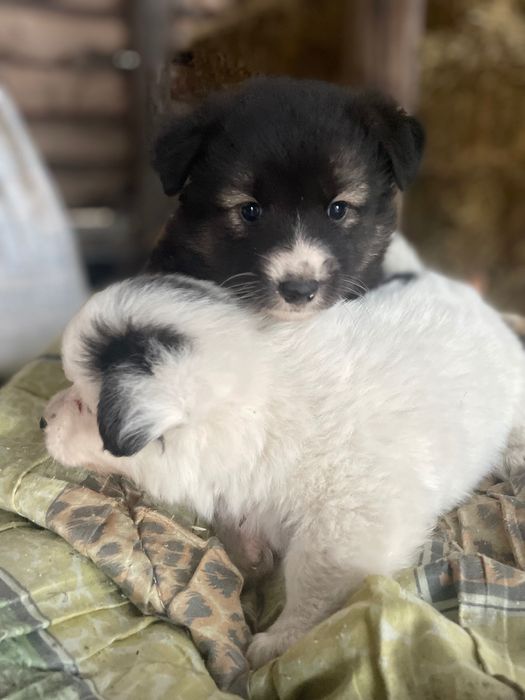 Цуценята в добрі руки.