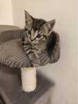 Koty kociaki do adopcji kotki
