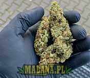 Susz CBD White Widow 500g | Jasny Zielony oryginalne zdjęcia