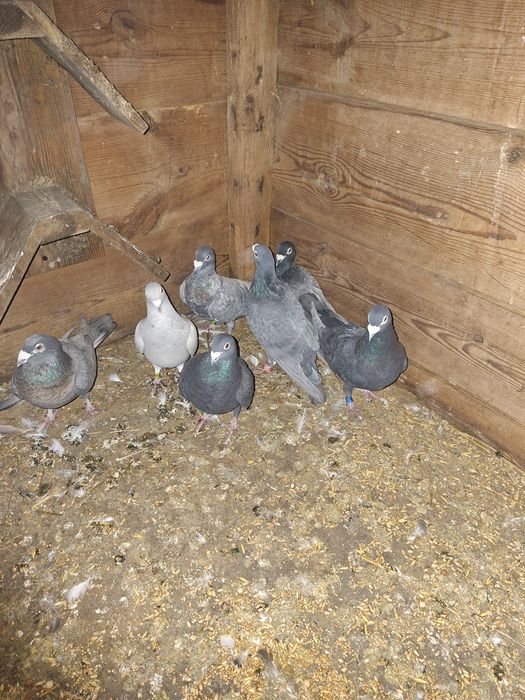 Goelebie pocztowe kolorowe