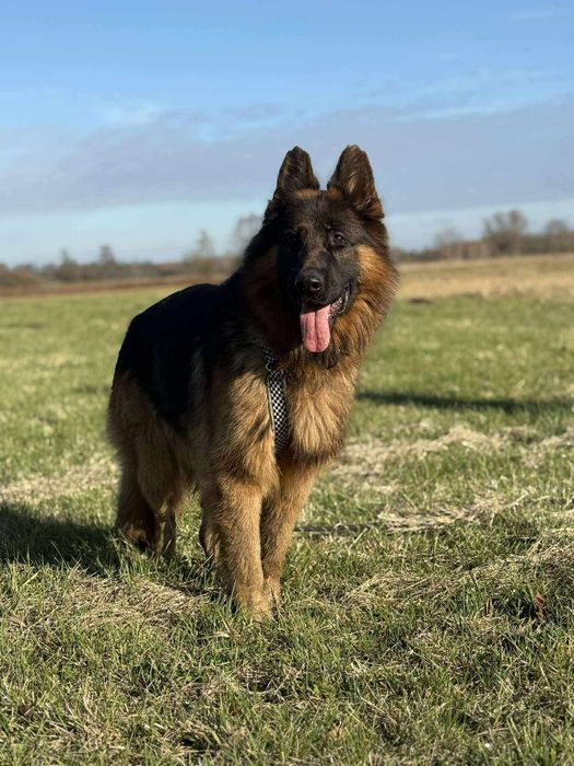 Kolins roczny owczarek niemiecki długowłosy do adopcji