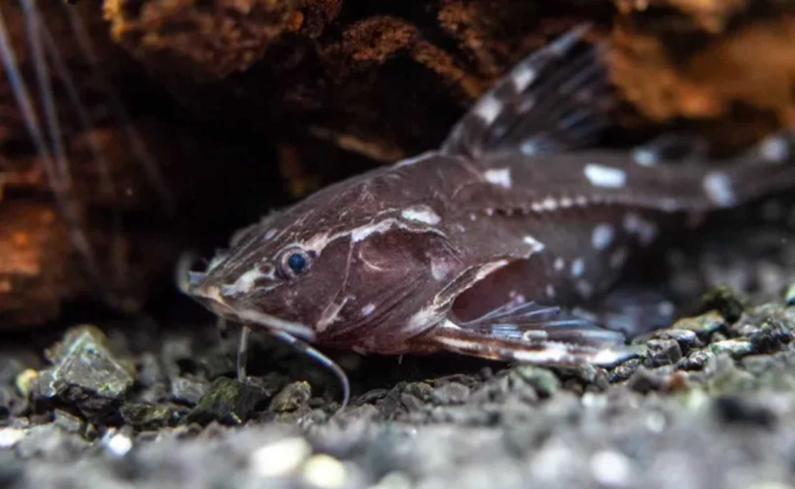 Agamyxis pectinifrons - Kirys grzebykoczelny - dowóz, wysyłka