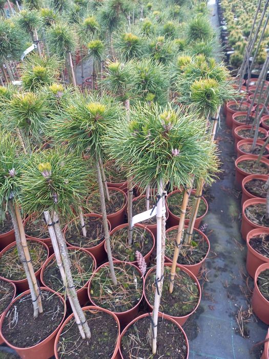 Kora sosnowa dekoracyjna, mielona.Katalpa.Tuja szmaragd,sosny, świerki