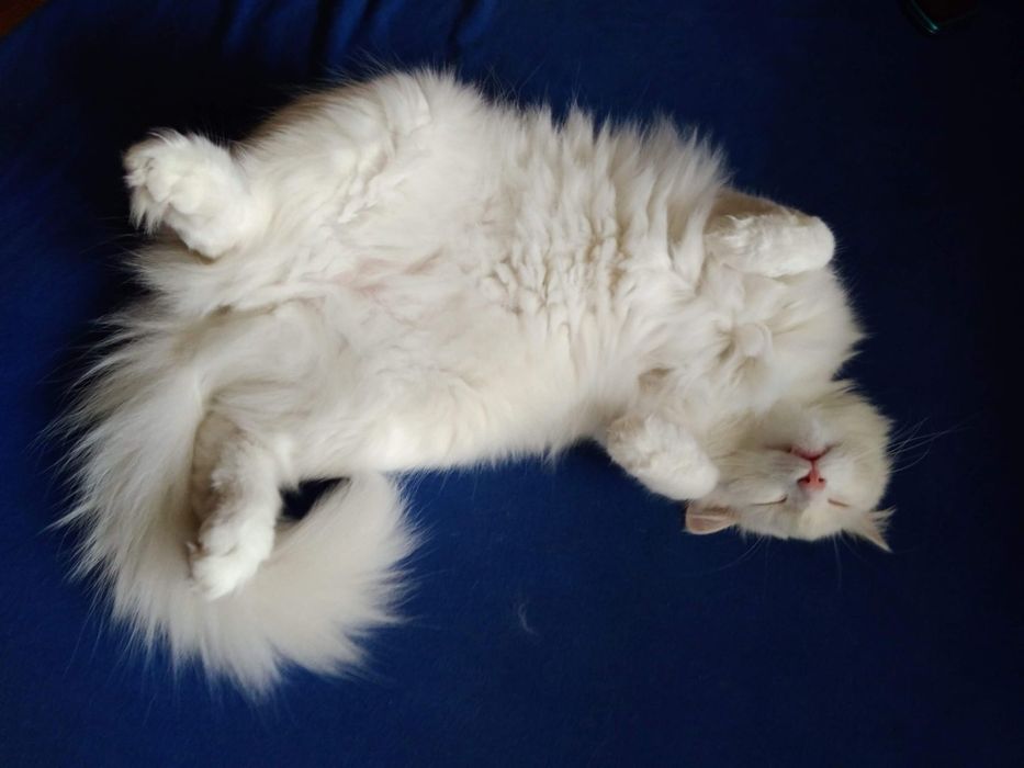 Opieka nad kotem/kotami w domu właściciela – Zielona Góra