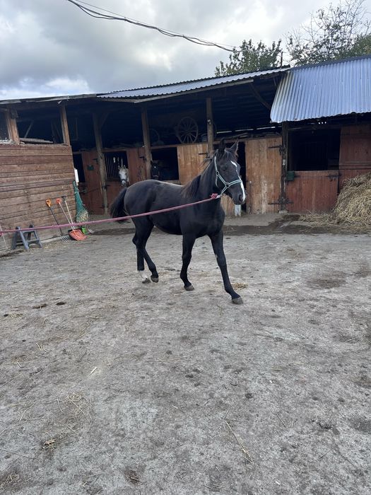 Klacz slaska zrebak slaski 8 miesiecy