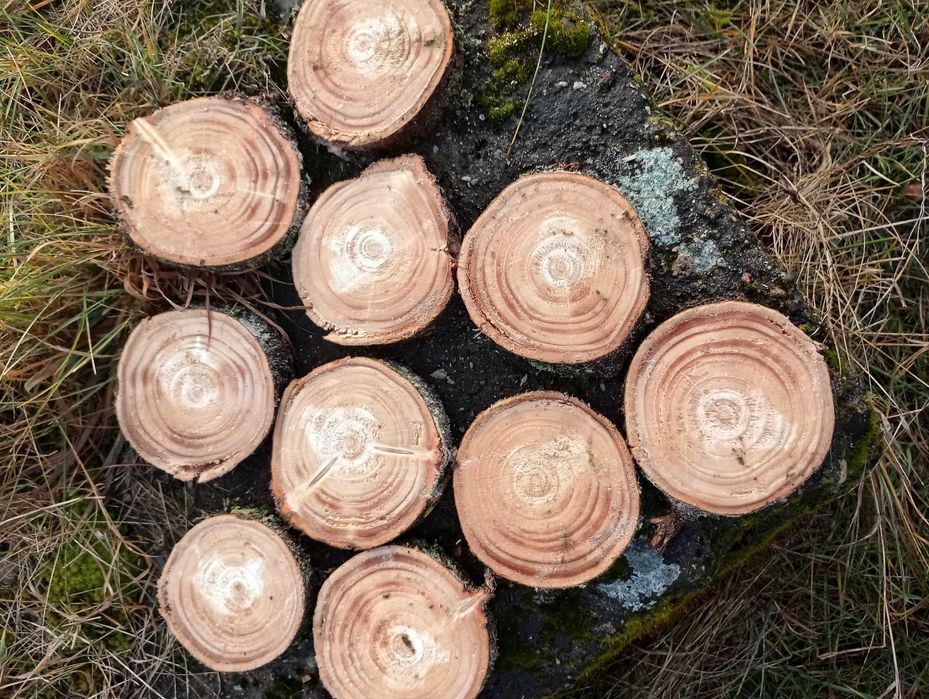 Świerkowy plaster drewna 10 sztuk krążek świerkowy 8-15cm 2cm