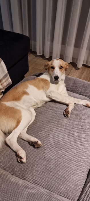 Młoda sunia do adopcji