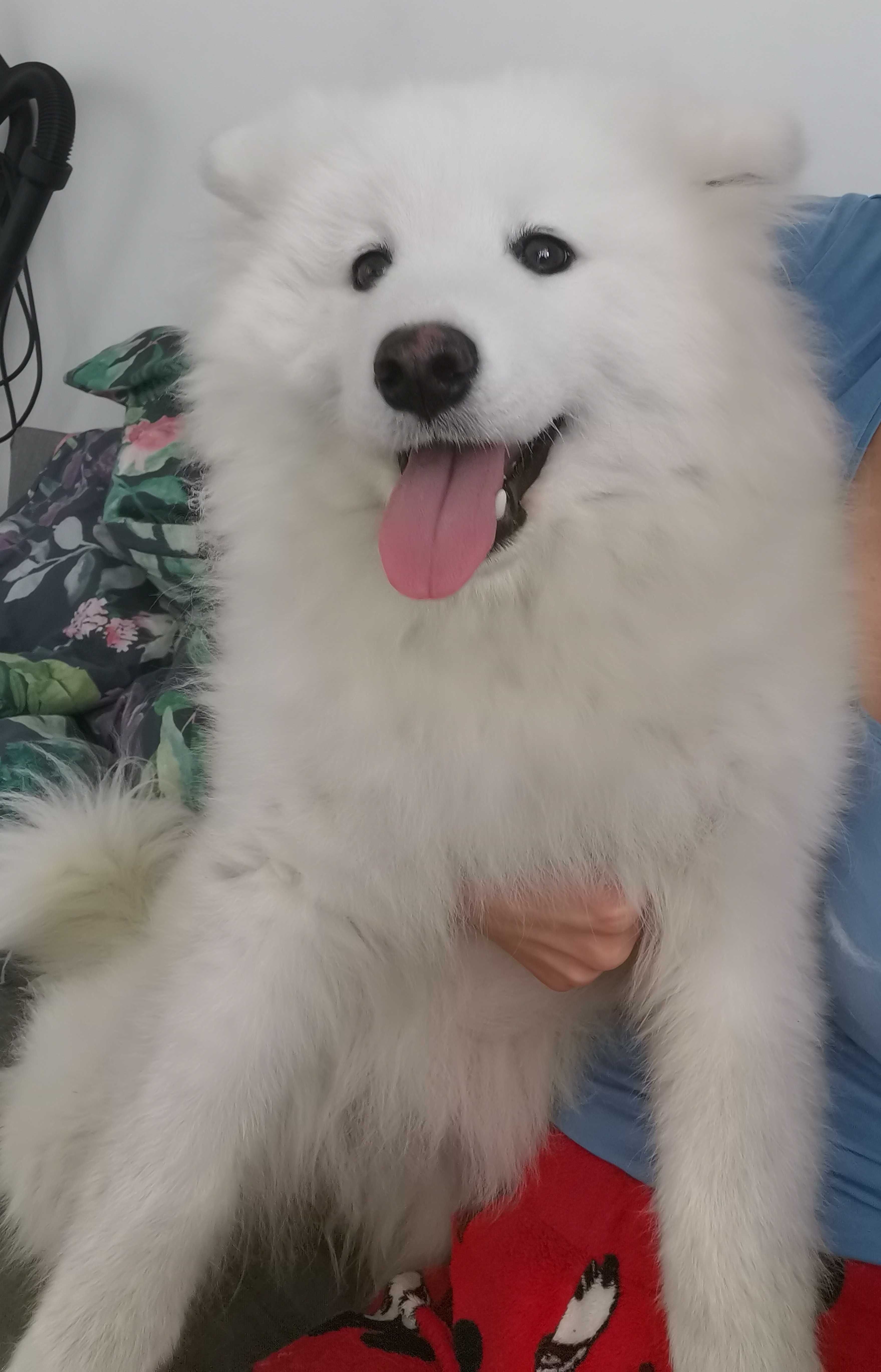 Samoyed 100% z rodowodem suczka samoyed szczenię śliczna