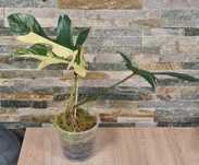 Philodendron Florida beauty var,dół 3 liscie