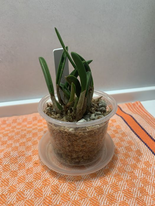 Орхідея mini Laelia briegeri