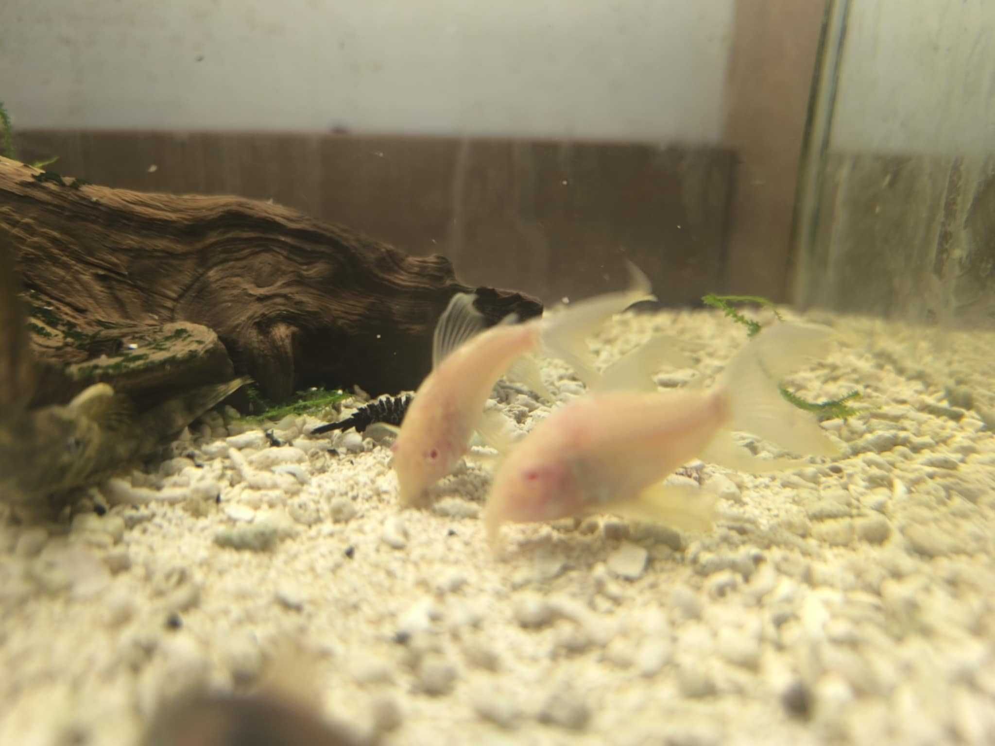 kirysek weloniasty albinos