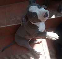 American staffordshire terrier amstaff