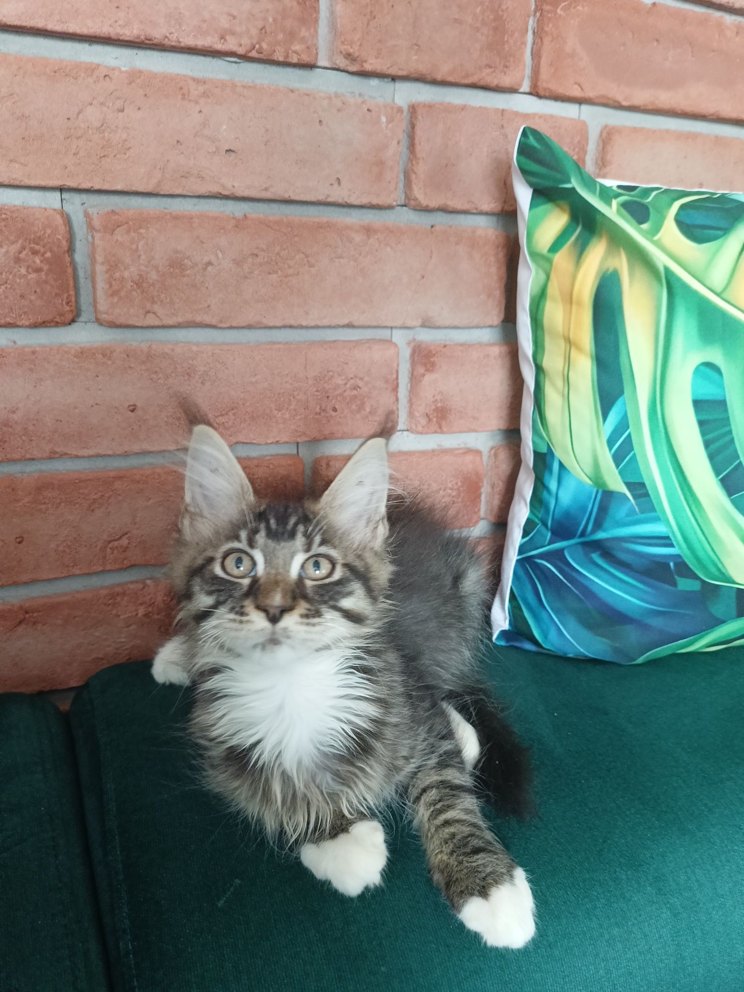 Cudowny kocurek Maine Coon