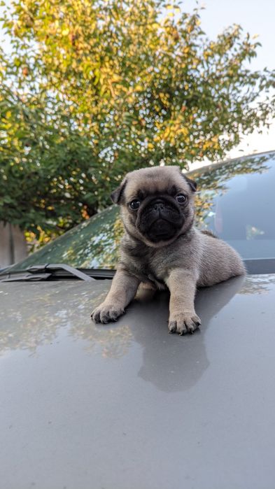 Щенок мопс 2 месяца