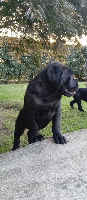 Cão cane corse suciavel