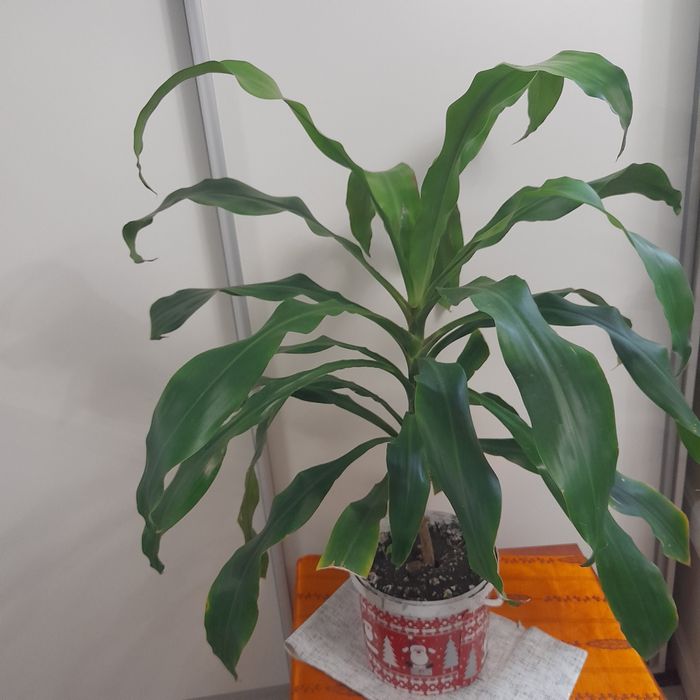 Кімнатні рослини