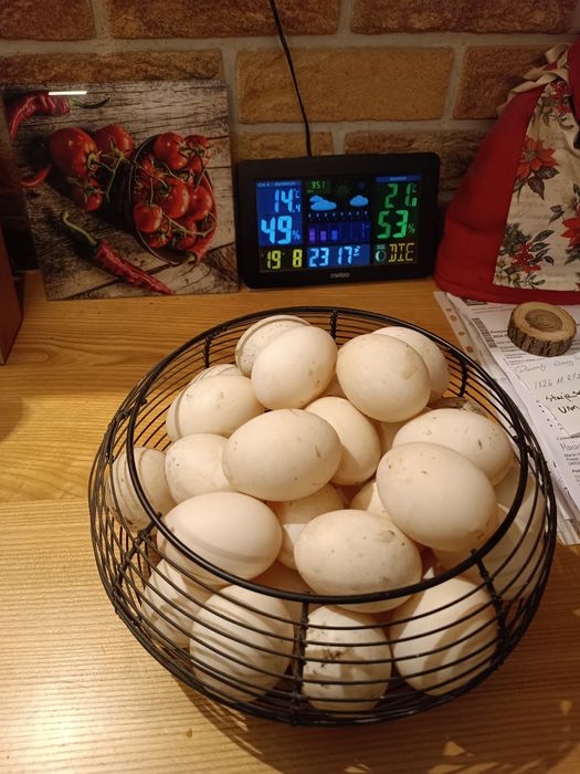 Drub jaja legowe jajko kacze kaczka staropolska kaczki zalężone jajka