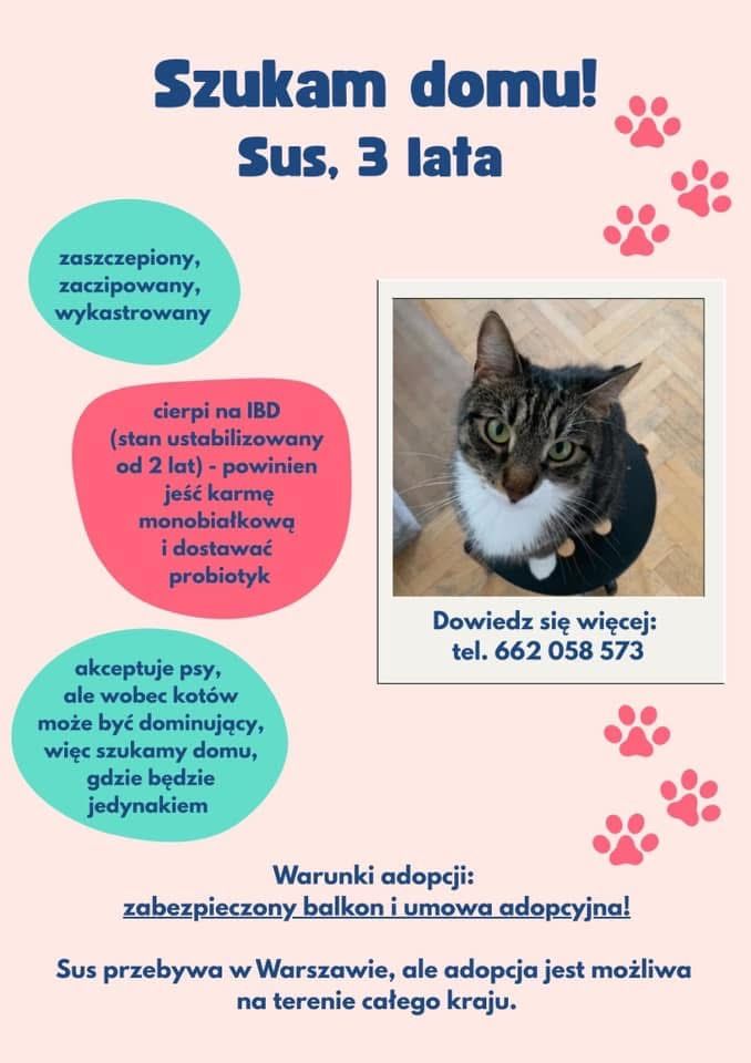 Super kot szuka kochającego domu 3 lata