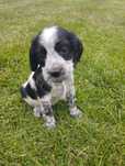 Cocker Spaniel Angielski  blue roan suczka