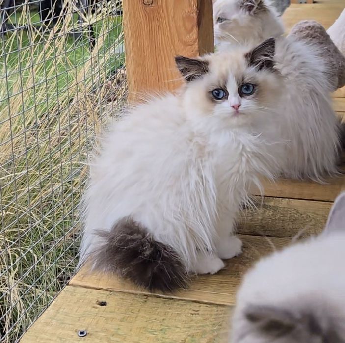 Przesłodka kotka Ragdoll Jadwiga Na Kujawach*PL