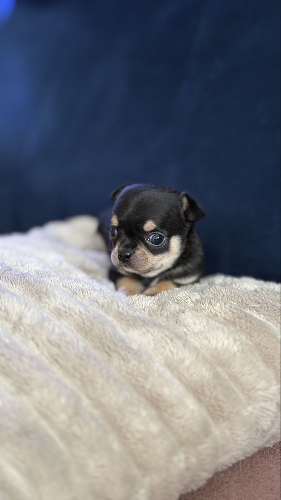 Chihuahua piesek szczeniak fci