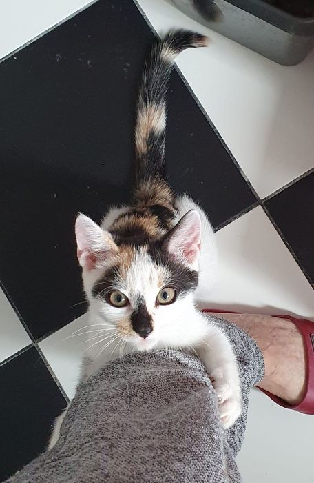 Nutka - kotka do adopcji