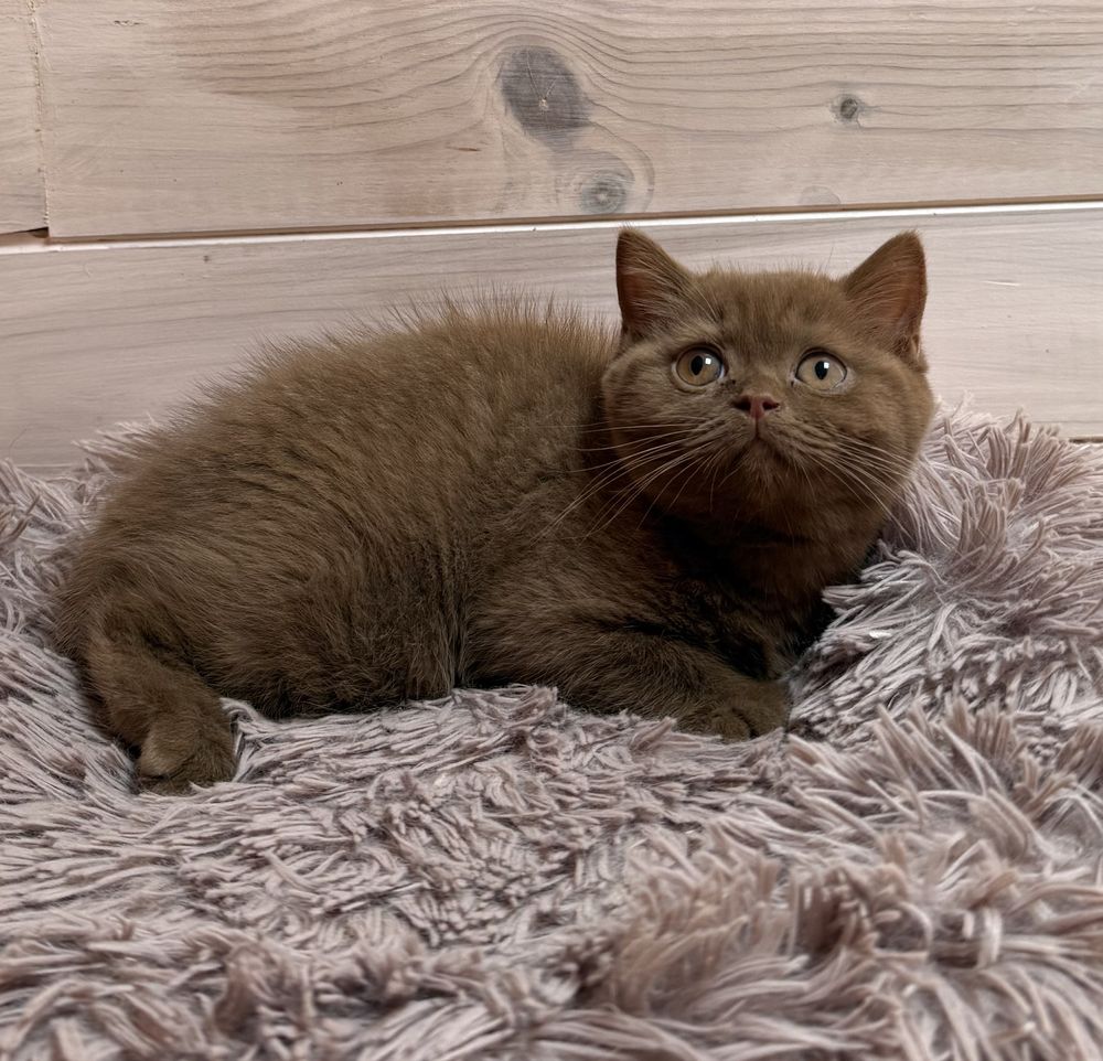 Gatinha british shorthair canela