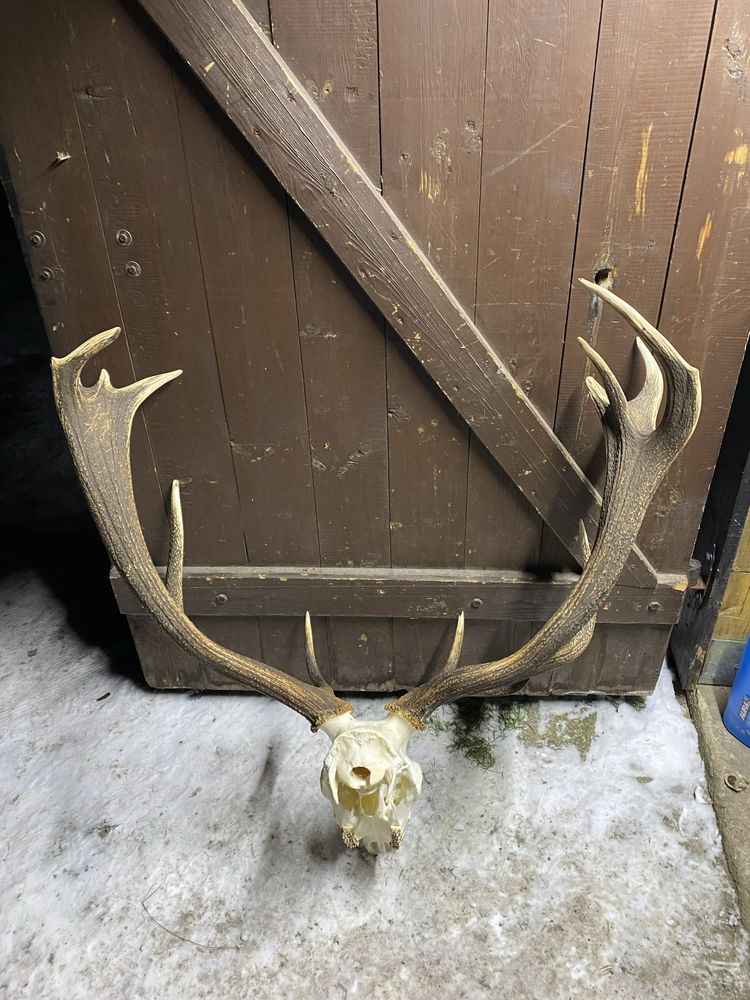 Poroże wieniec jelenia 14staka 6,5kg