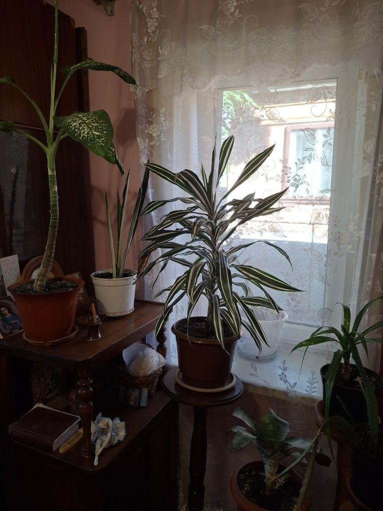 Продам квіти недорого