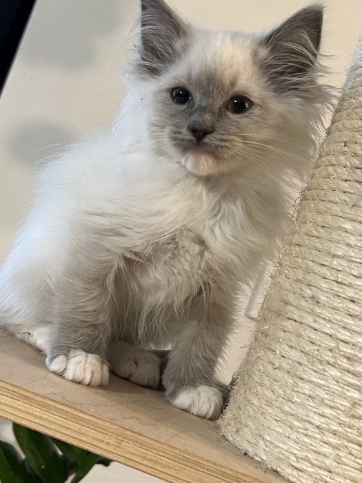 Sliczny  kocurek ragdoll gltowy do zmiany domu