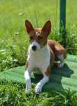 Basenji - zapowiedz miotu
