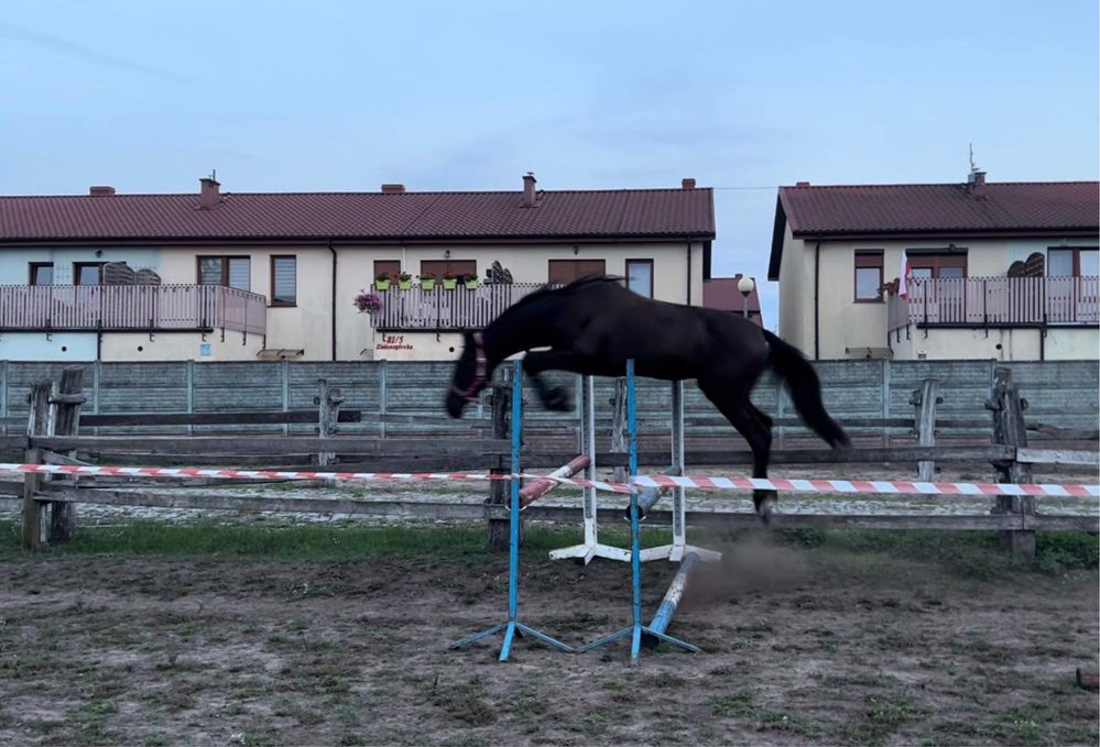 Piękna 3 letnia klacz