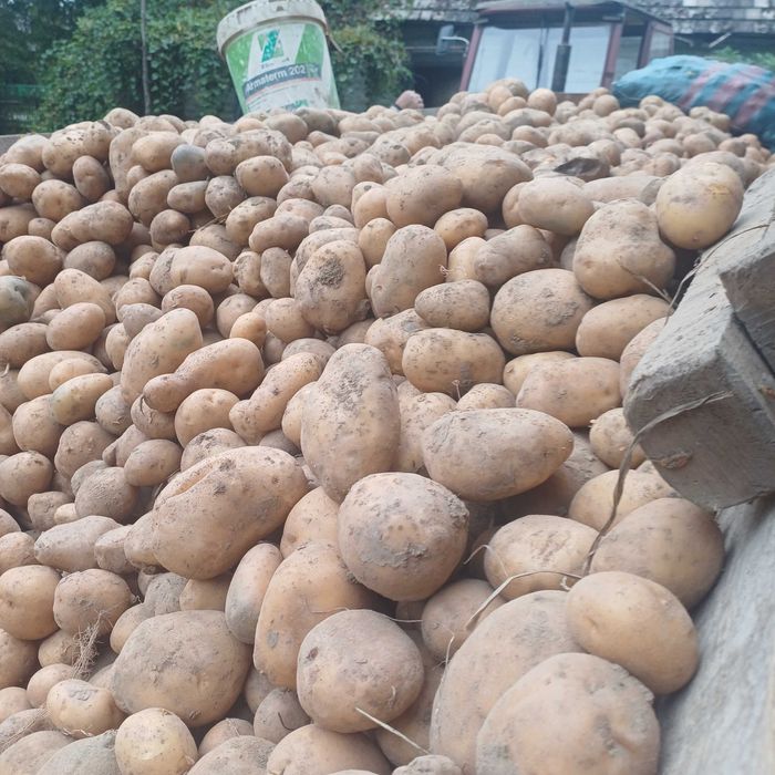 Ziemniaki na naturalnych nawozach