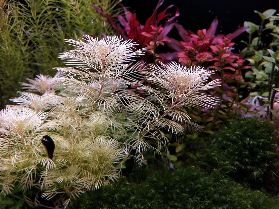 Myriophyllum mattogrossense Golden