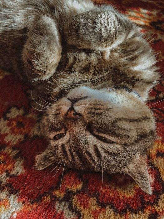 Перетримка котиків