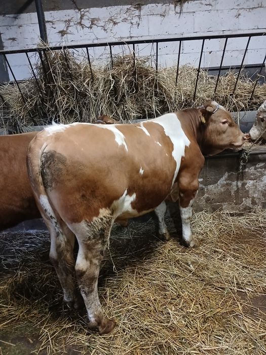 Skup bydła i cieląt SUROWIEC gotówka przelew 24 godz