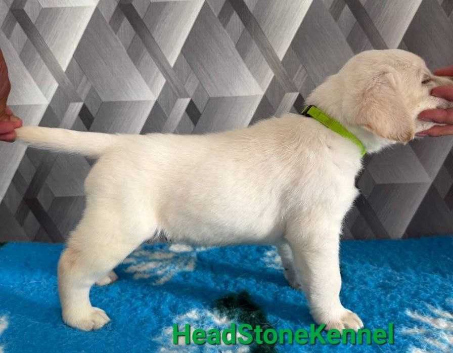 Щенки Лабрадора ретривера