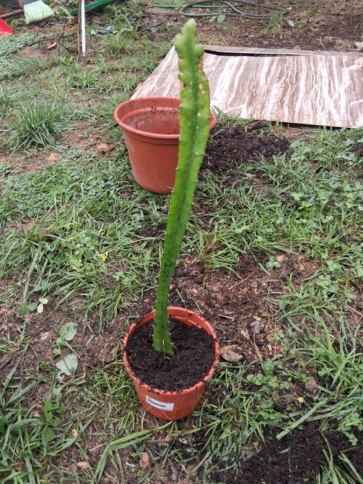 Planta pitaya Isis sem raiz ainda...