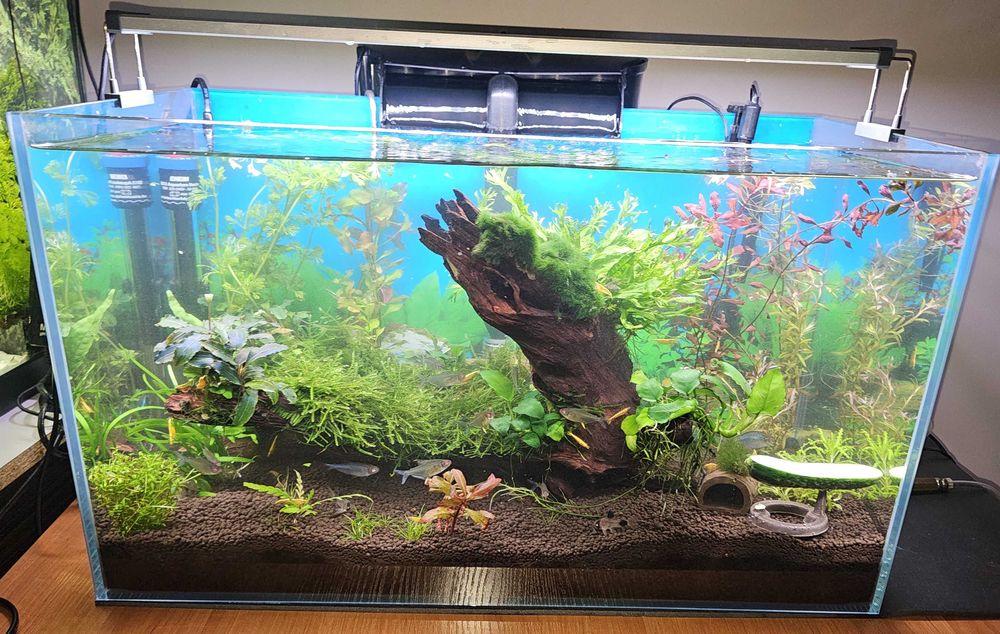 AKWARIUM 63l Optiwhite z życiem