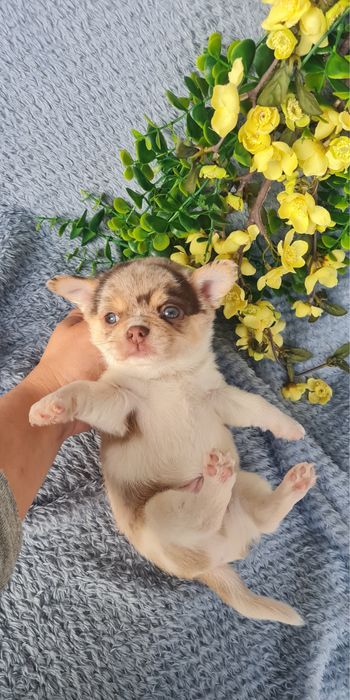 Excecional menino mini semi pelo Chihuahua/Chiuaua de Qualidade