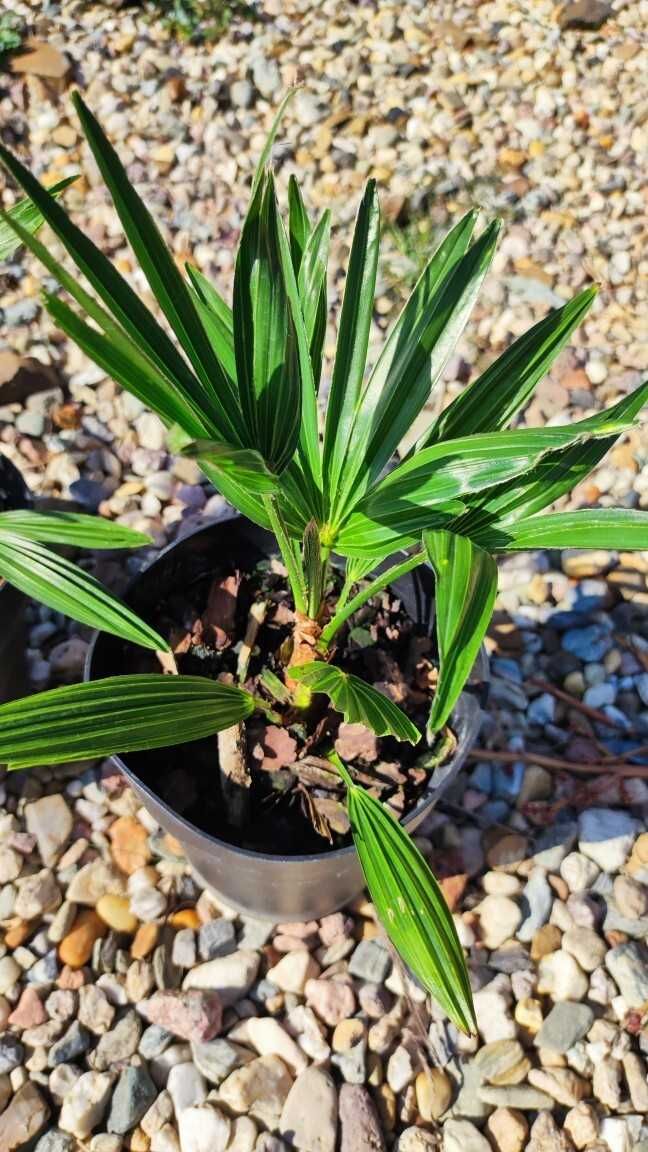 Trachycarpus Wagnerianus palma mrozoodporna 2 szt.