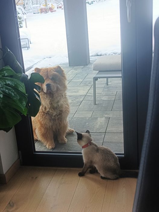 Szczeniaczki po chow chow