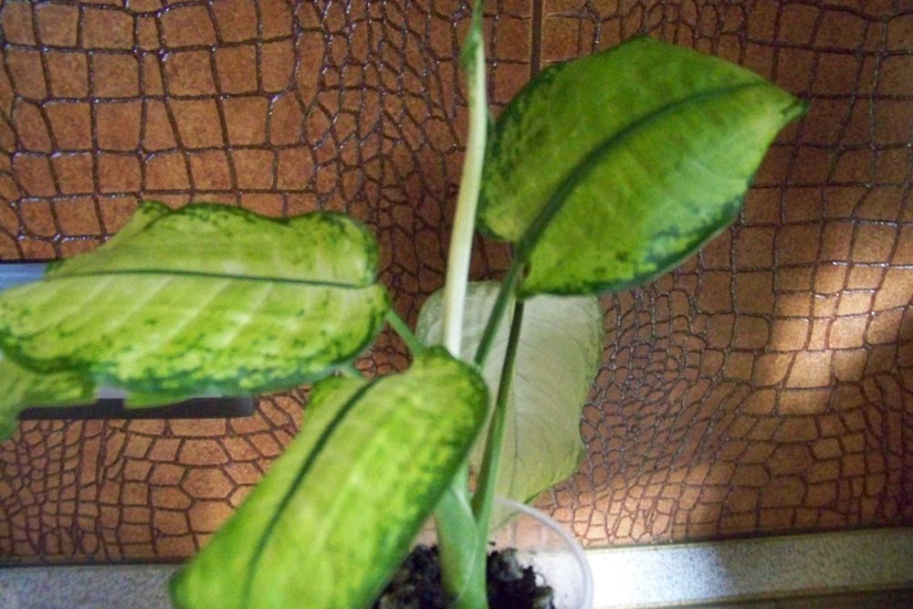 Дифенбахія (Dieffenbachia)