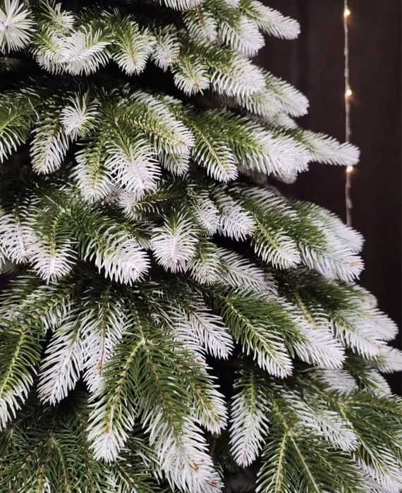 Штучна ялинка 2,5м лита с засніженими кінчиками